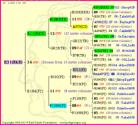 Pedigree of B31(RKR) :
four generations presented