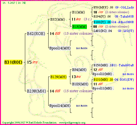 Pedigree of B31(ROE) :
four generations presented