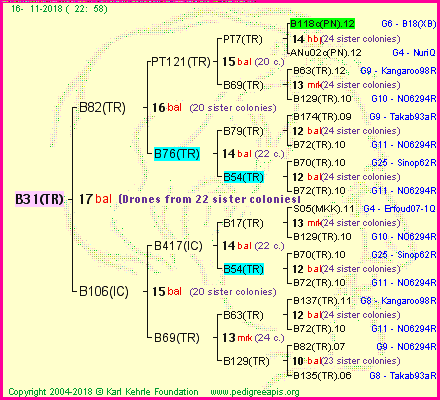 Pedigree of B31(TR) :
four generations presented<br />it's temporarily unavailable, sorry!