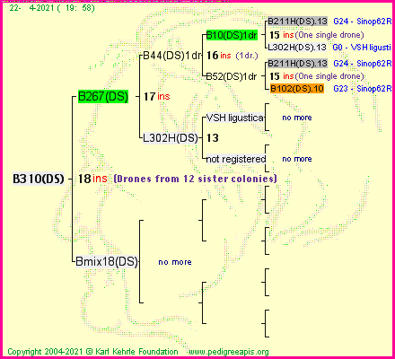 Pedigree of B310(DS) :
four generations presented
it's temporarily unavailable, sorry!