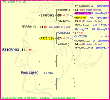 Pedigree of B310P(HK) :
four generations presented<br />it's temporarily unavailable, sorry!