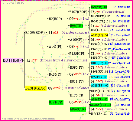 Pedigree of B311(BOP) :
four generations presented