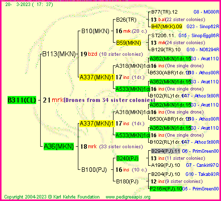 Pedigree of B311(CL) :
four generations presented
it's temporarily unavailable, sorry!