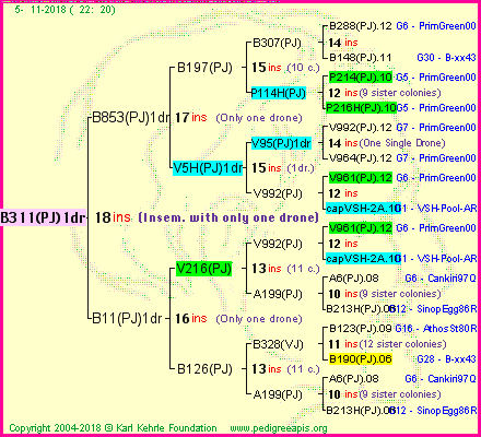 Pedigree of B311(PJ)1dr :
four generations presented
it's temporarily unavailable, sorry!