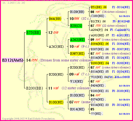 Pedigree of B312(AMS) :
four generations presented