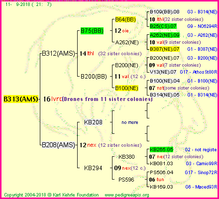 Pedigree of B313(AMS) :
four generations presented<br />it's temporarily unavailable, sorry!