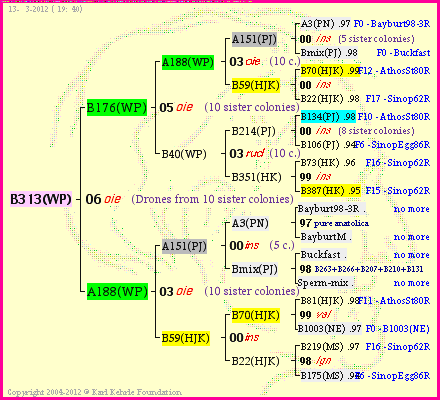 Pedigree of B313(WP) :
four generations presented