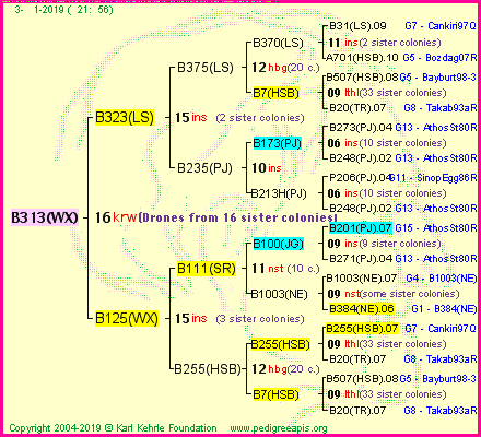 Pedigree of B313(WX) :
four generations presented<br />it's temporarily unavailable, sorry!