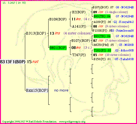 Pedigree of B313F1(BOP) :
four generations presented