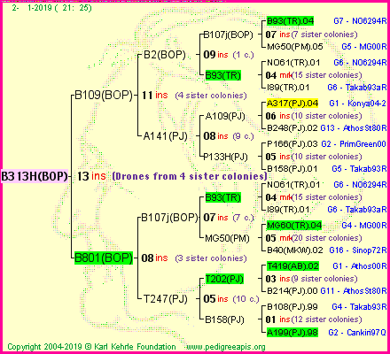 Pedigree of B313H(BOP) :
four generations presented<br />it's temporarily unavailable, sorry!