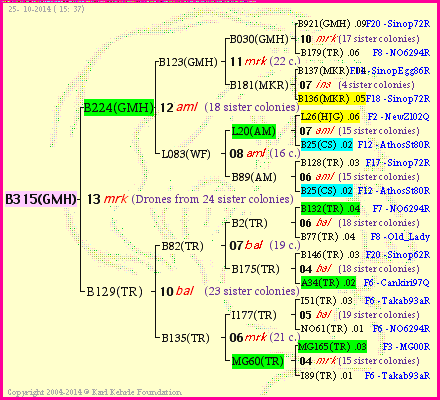 Pedigree of B315(GMH) :
four generations presented