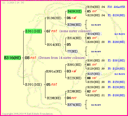 Pedigree of B316(HE) :
four generations presented