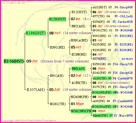 Pedigree of B316(HST) :
four generations presented