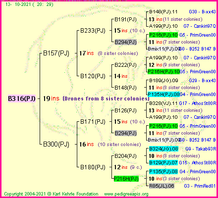 Pedigree of B316(PJ) :
four generations presented
it's temporarily unavailable, sorry!