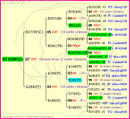 Pedigree of B316(WSC) :
four generations presented