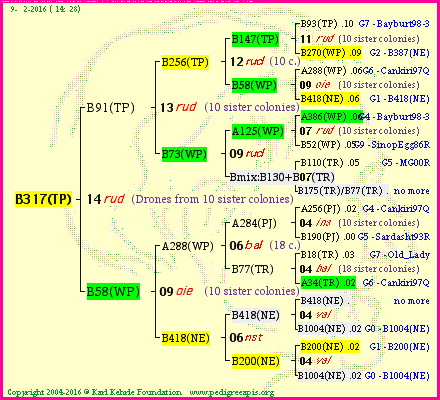 Pedigree of B317(TP) :
four generations presented