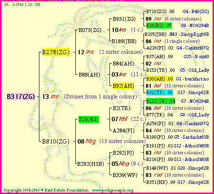 Pedigree of B317(ZG) :
four generations presented