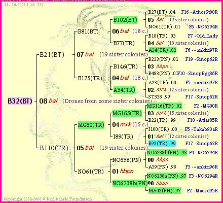 Pedigree of B32(BT) :
four generations presented