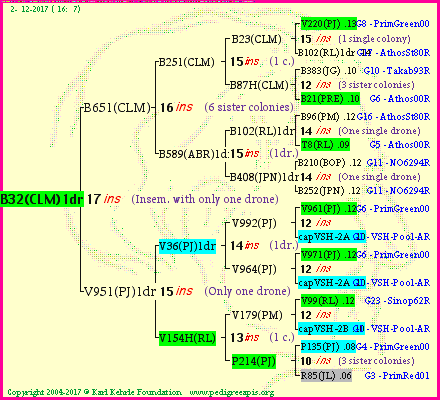 Pedigree of B32(CLM)1dr :
four generations presented