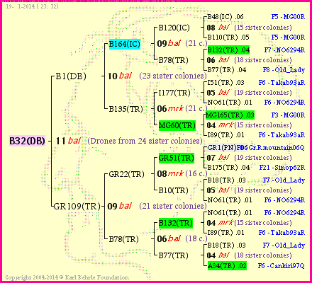 Pedigree of B32(DB) :
four generations presented