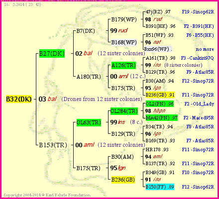 Pedigree of B32(DK) :
four generations presented