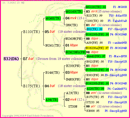 Pedigree of B32(DK) :
four generations presented