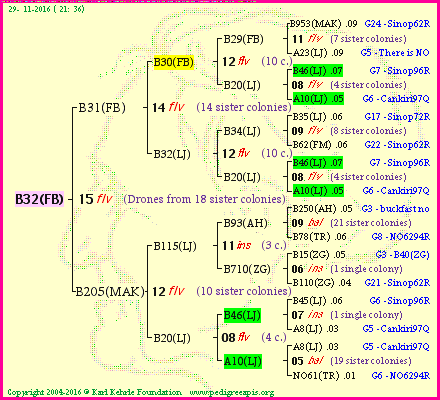 Pedigree of B32(FB) :
four generations presented