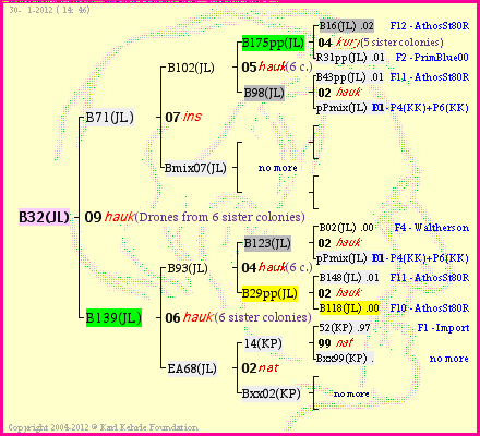 Pedigree of B32(JL) :
four generations presented