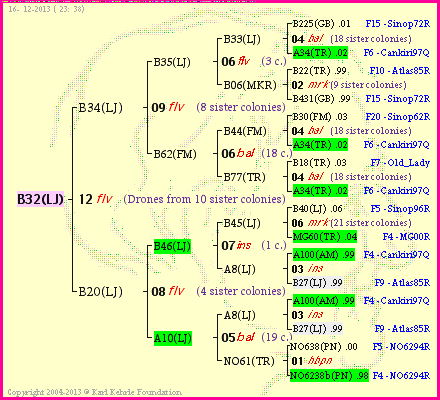 Pedigree of B32(LJ) :
four generations presented
it's temporarily unavailable, sorry!