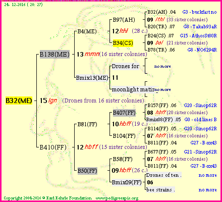 Pedigree of B32(ME) :
four generations presented