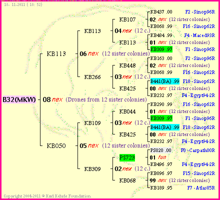 Pedigree of B32(MKW) :
four generations presented