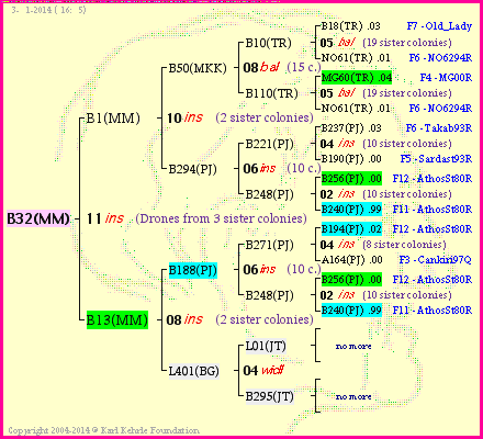 Pedigree of B32(MM) :
four generations presented