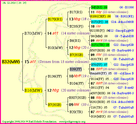 Pedigree of B32(MW) :
four generations presented