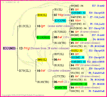 Pedigree of B32(ND) :
four generations presented