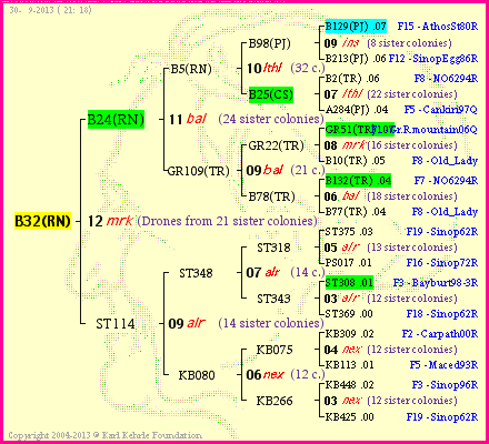 Pedigree of B32(RN) :
four generations presented