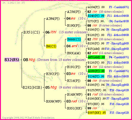 Pedigree of B32(RS) :
four generations presented