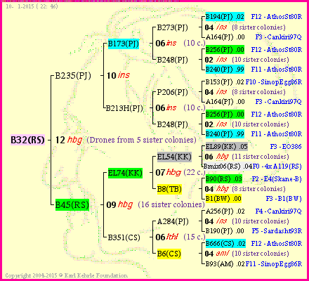 Pedigree of B32(RS) :
four generations presented