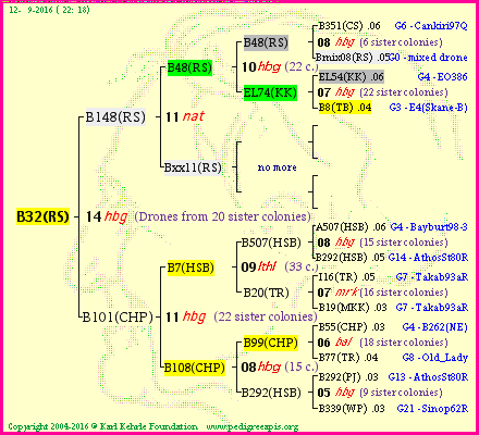 Pedigree of B32(RS) :
four generations presented