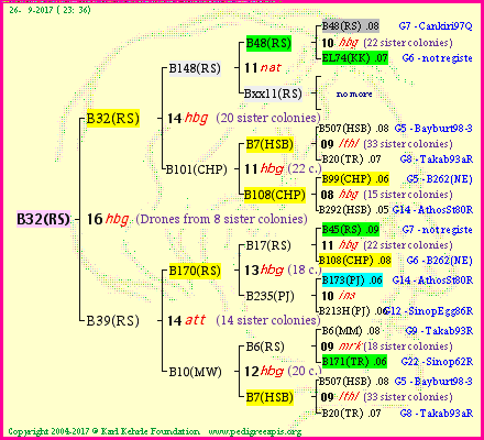 Pedigree of B32(RS) :
four generations presented