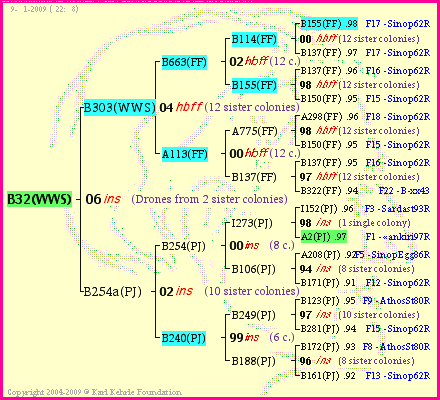 Pedigree of B32(WWS) :
four generations presented