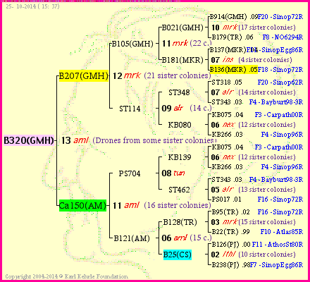 Pedigree of B320(GMH) :
four generations presented