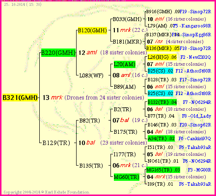 Pedigree of B321(GMH) :
four generations presented