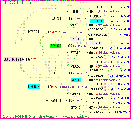 Pedigree of B321(HST) :
four generations presented