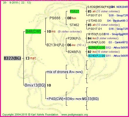 Pedigree of B322(BG) :
four generations presented<br />it's temporarily unavailable, sorry!