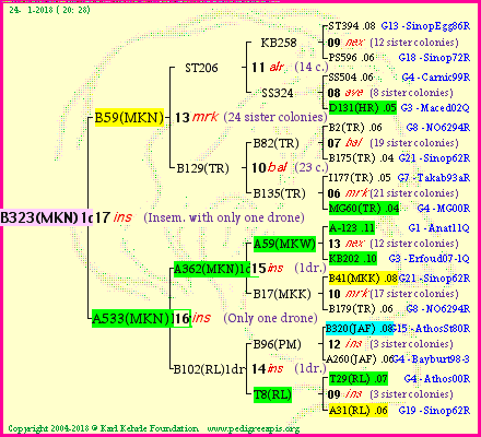 Pedigree of B323(MKN)1dr :
four generations presented<br />it's temporarily unavailable, sorry!