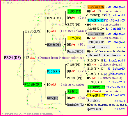 Pedigree of B324(DS) :
four generations presented