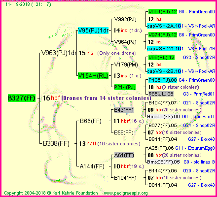 Pedigree of B327(FF) :
four generations presented