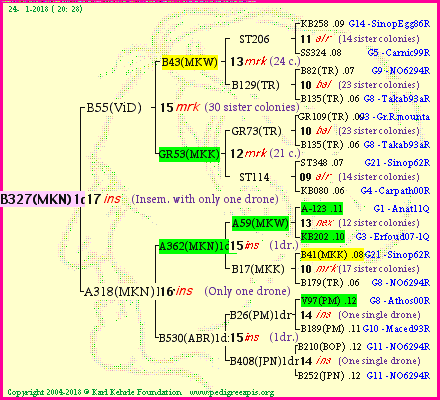 Pedigree of B327(MKN)1dr :
four generations presented