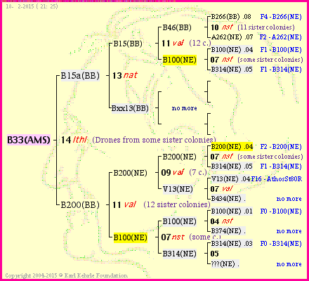 Pedigree of B33(AMS) :
four generations presented