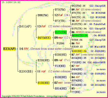 Pedigree of B33(AP) :
four generations presented